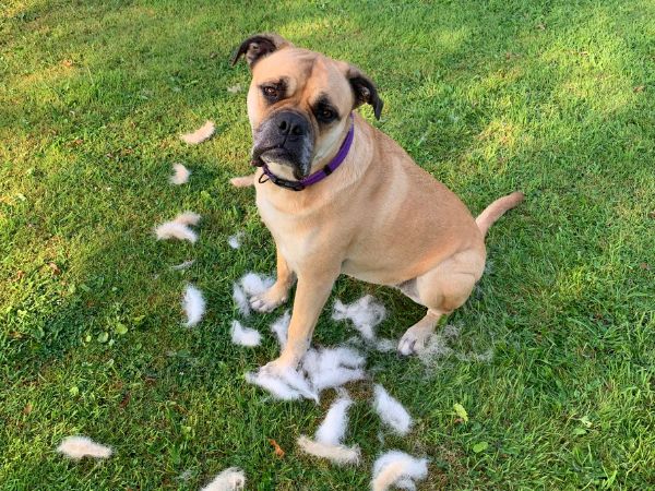 Remi a Bullmastiff sitting on the grass surrounded by loose fur after being brushed.